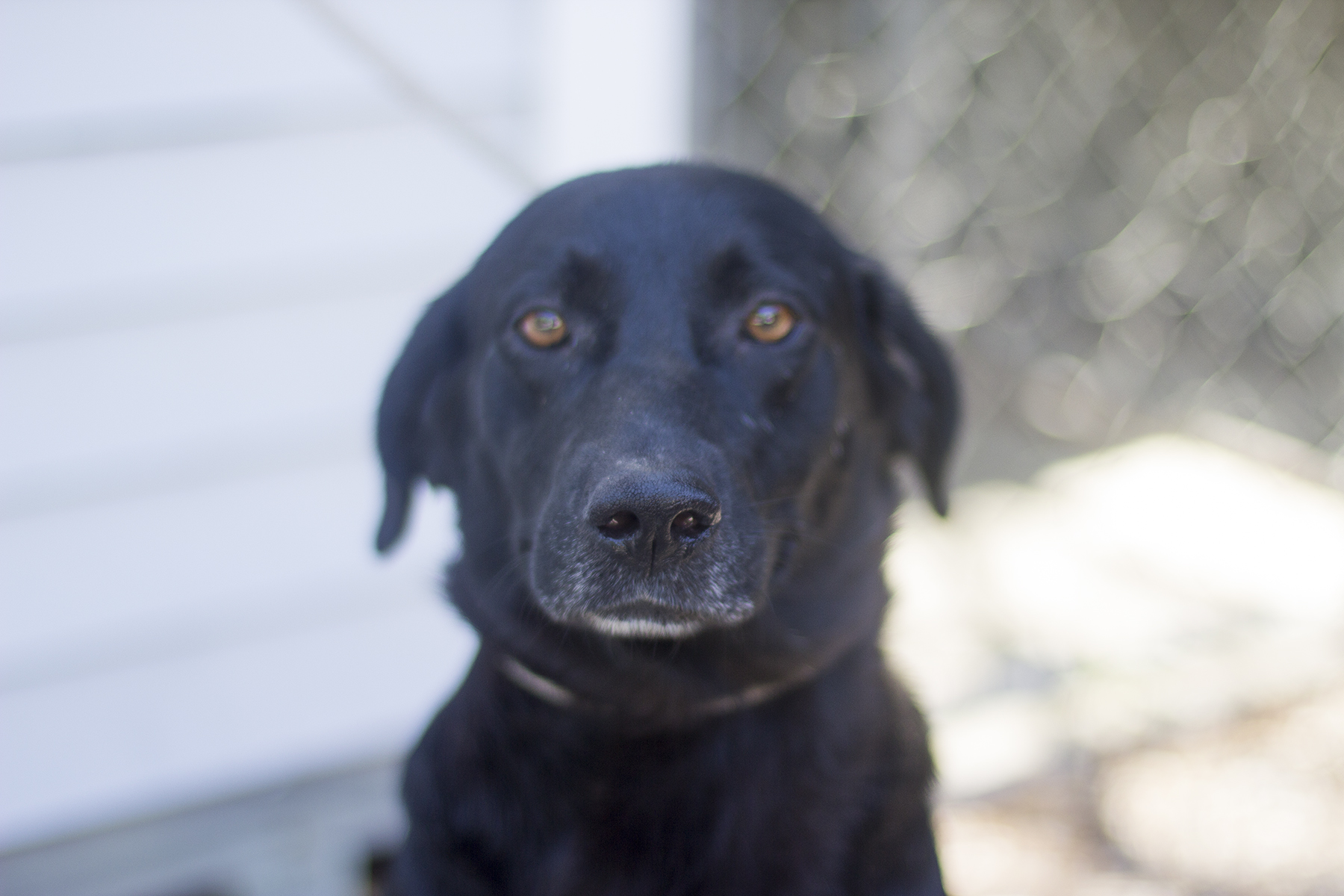 Heidi