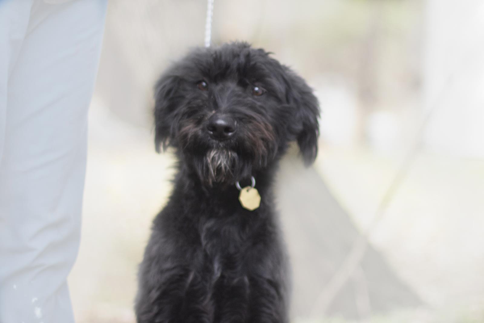 Benji