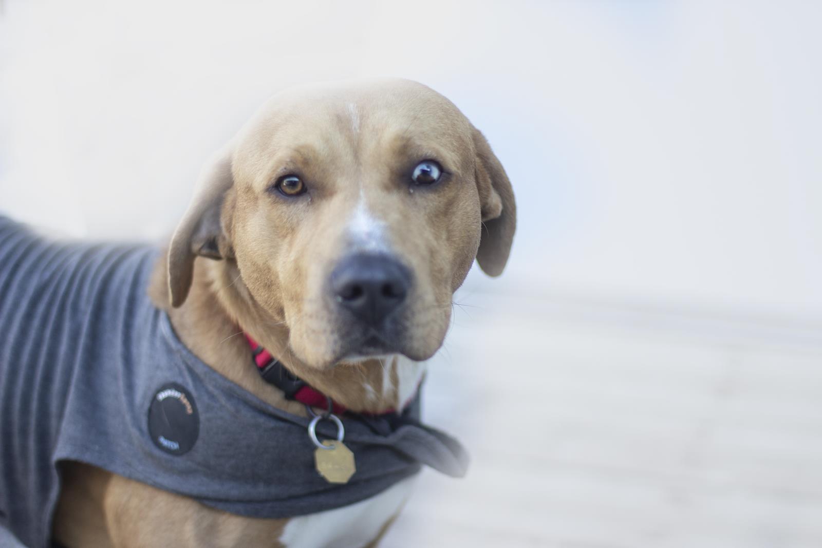Dasher