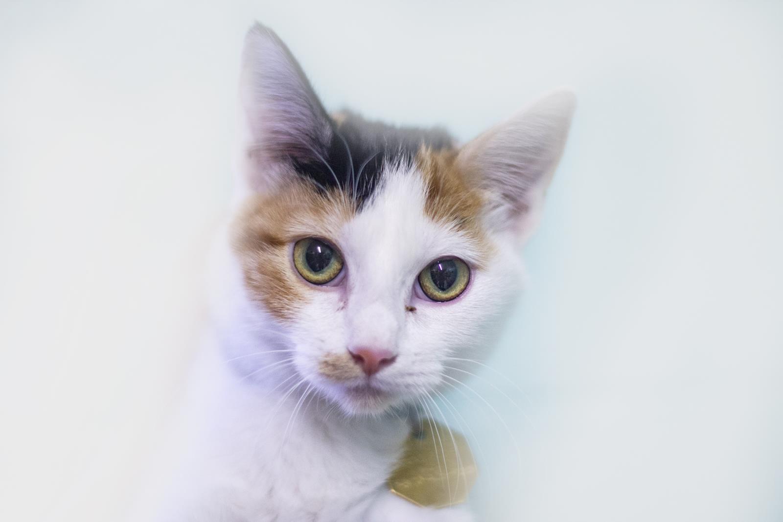 Kasha