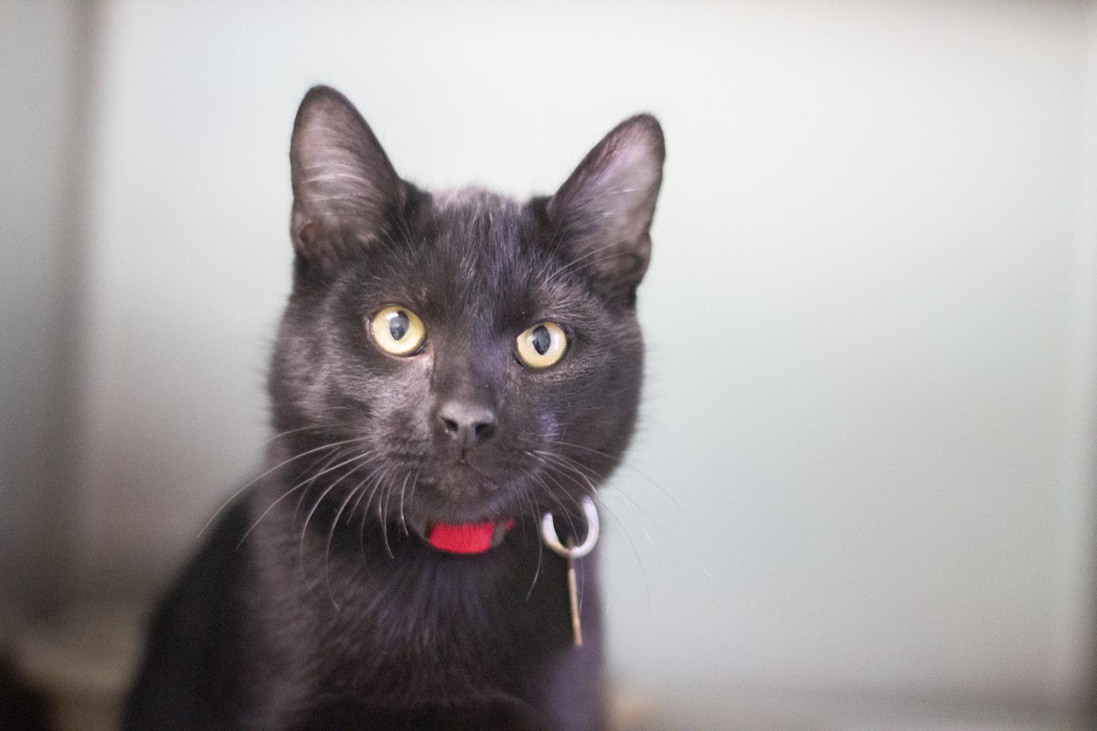 Koda