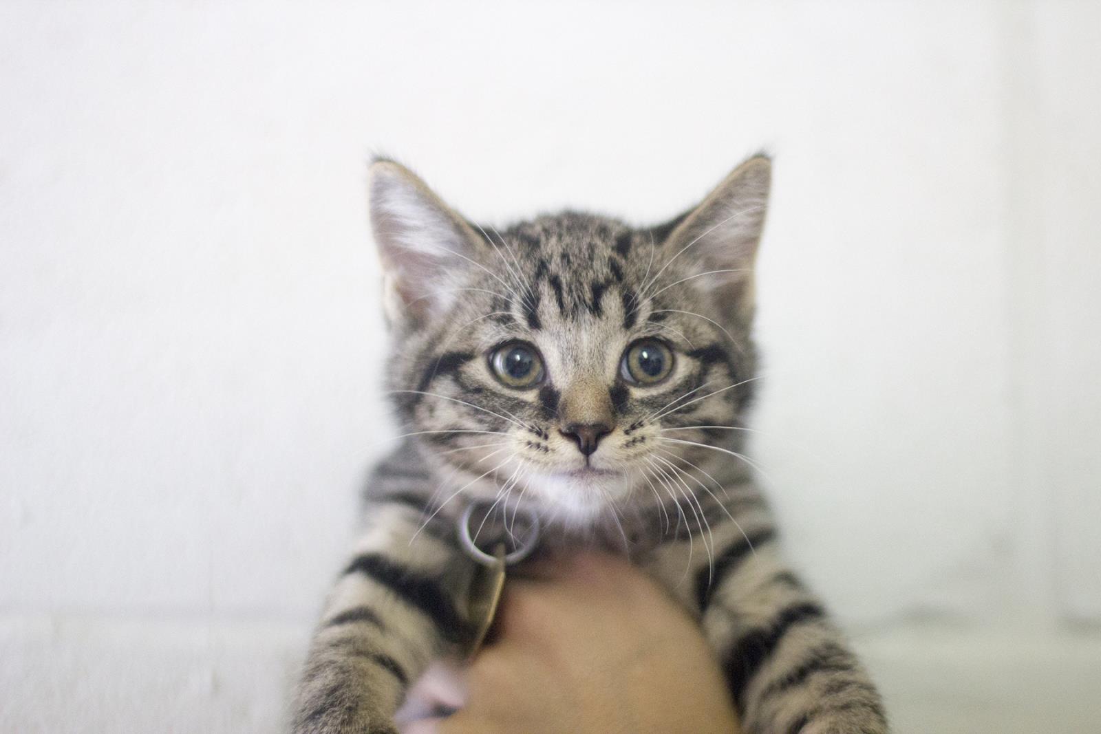 Leo