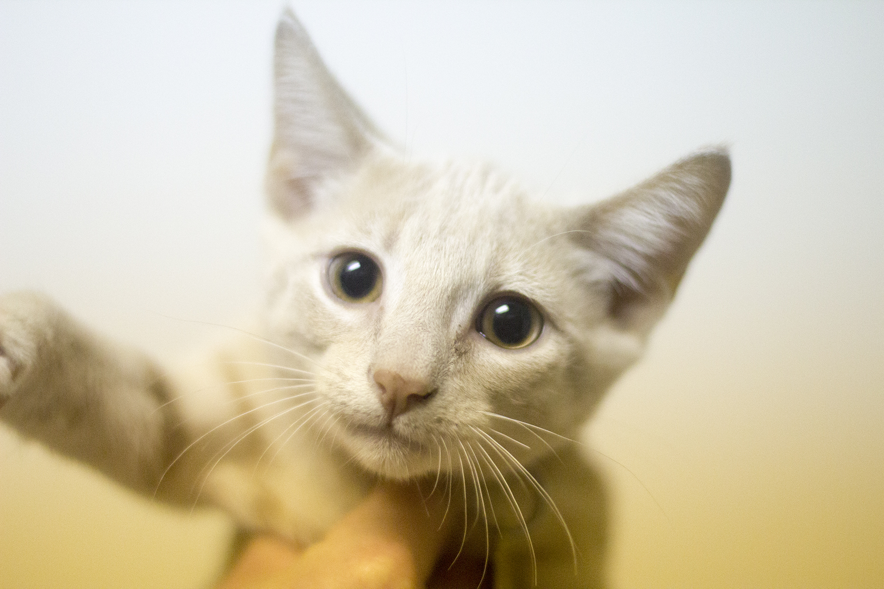 Peanut