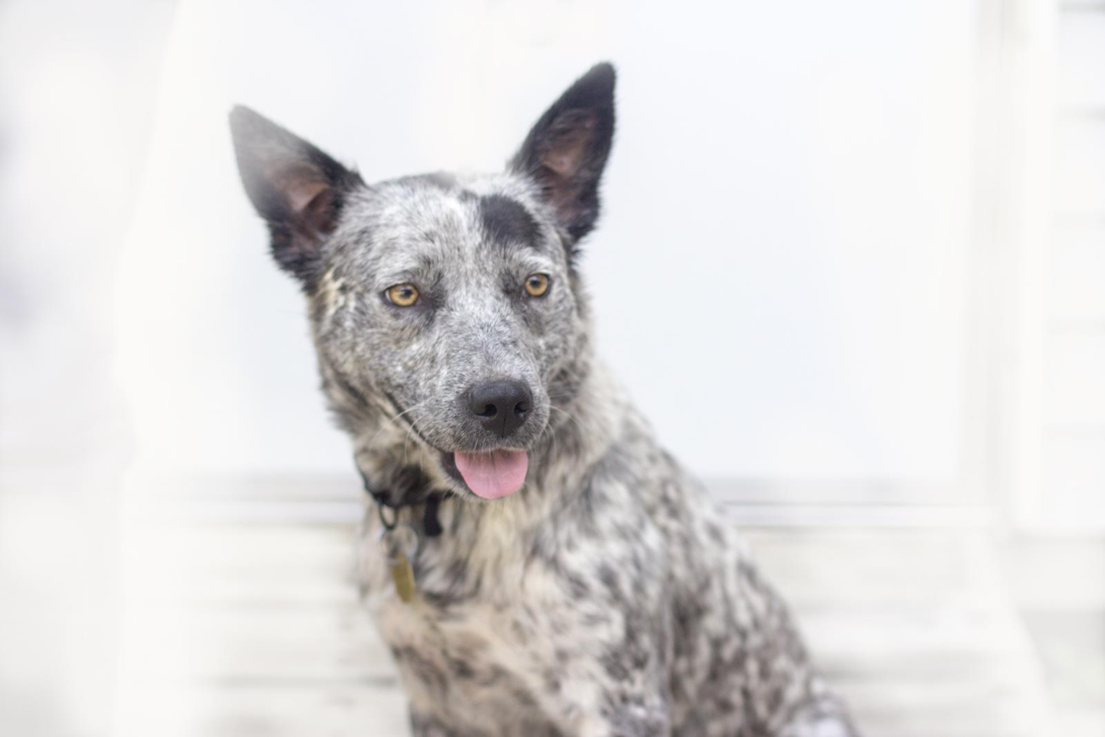 Pepper