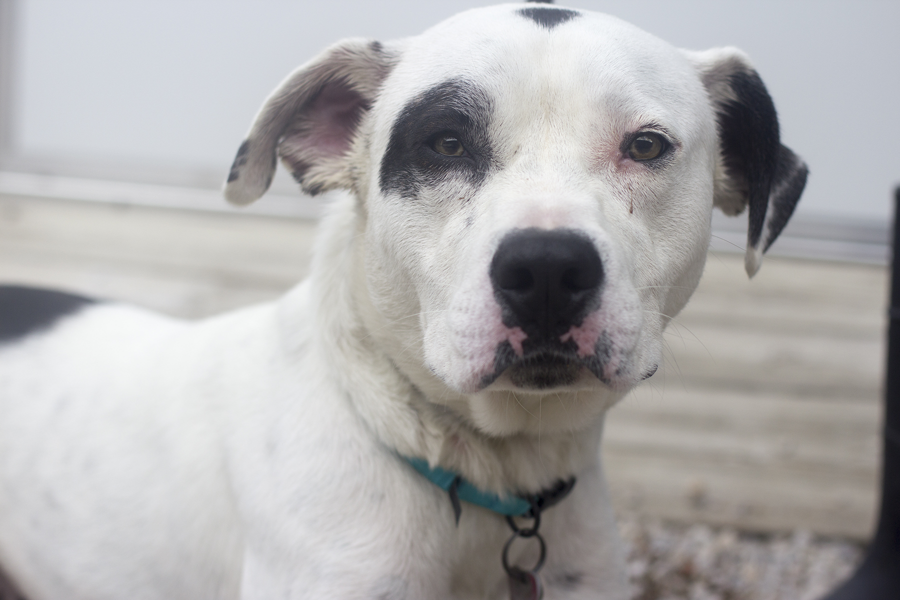 Petey