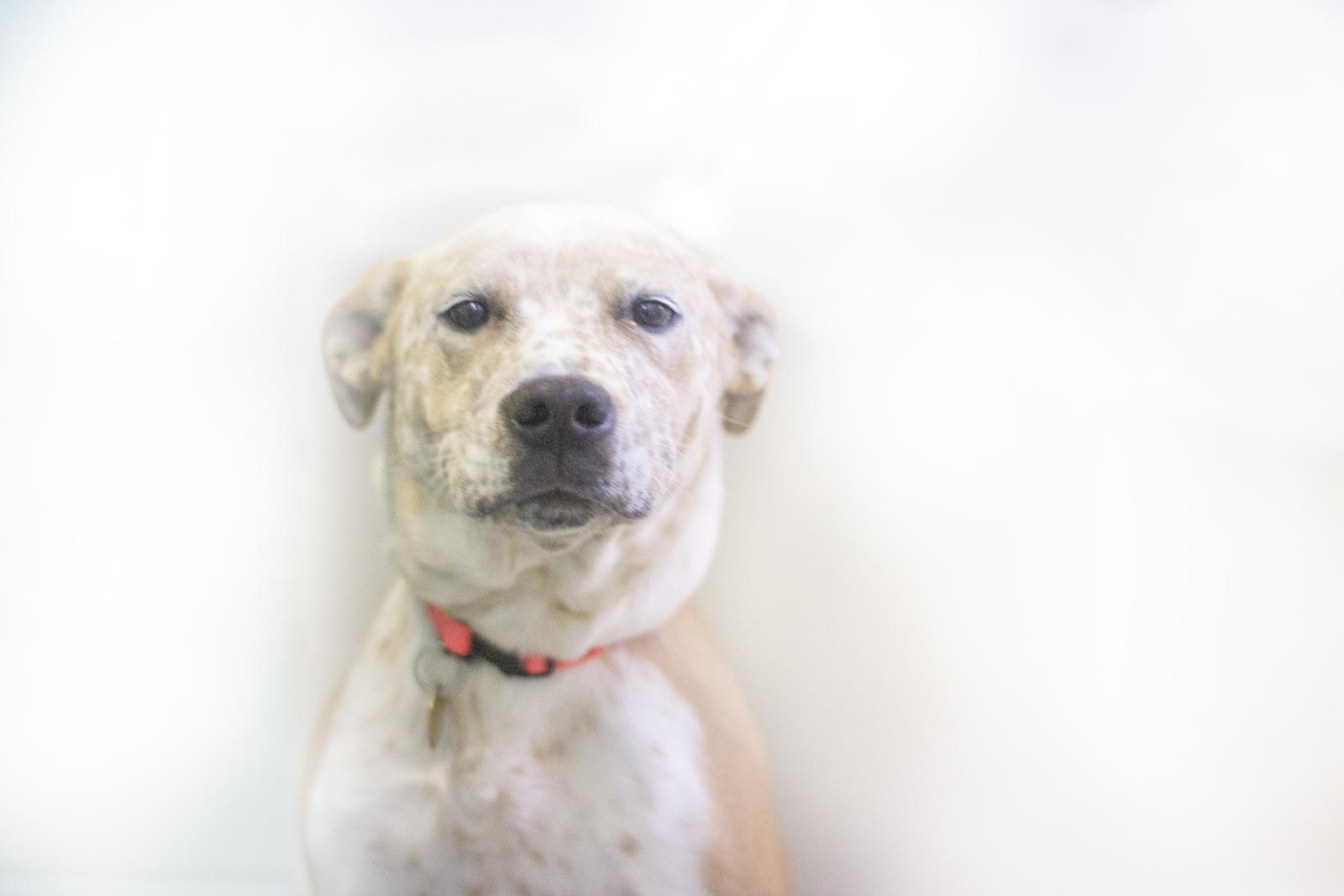 Roo