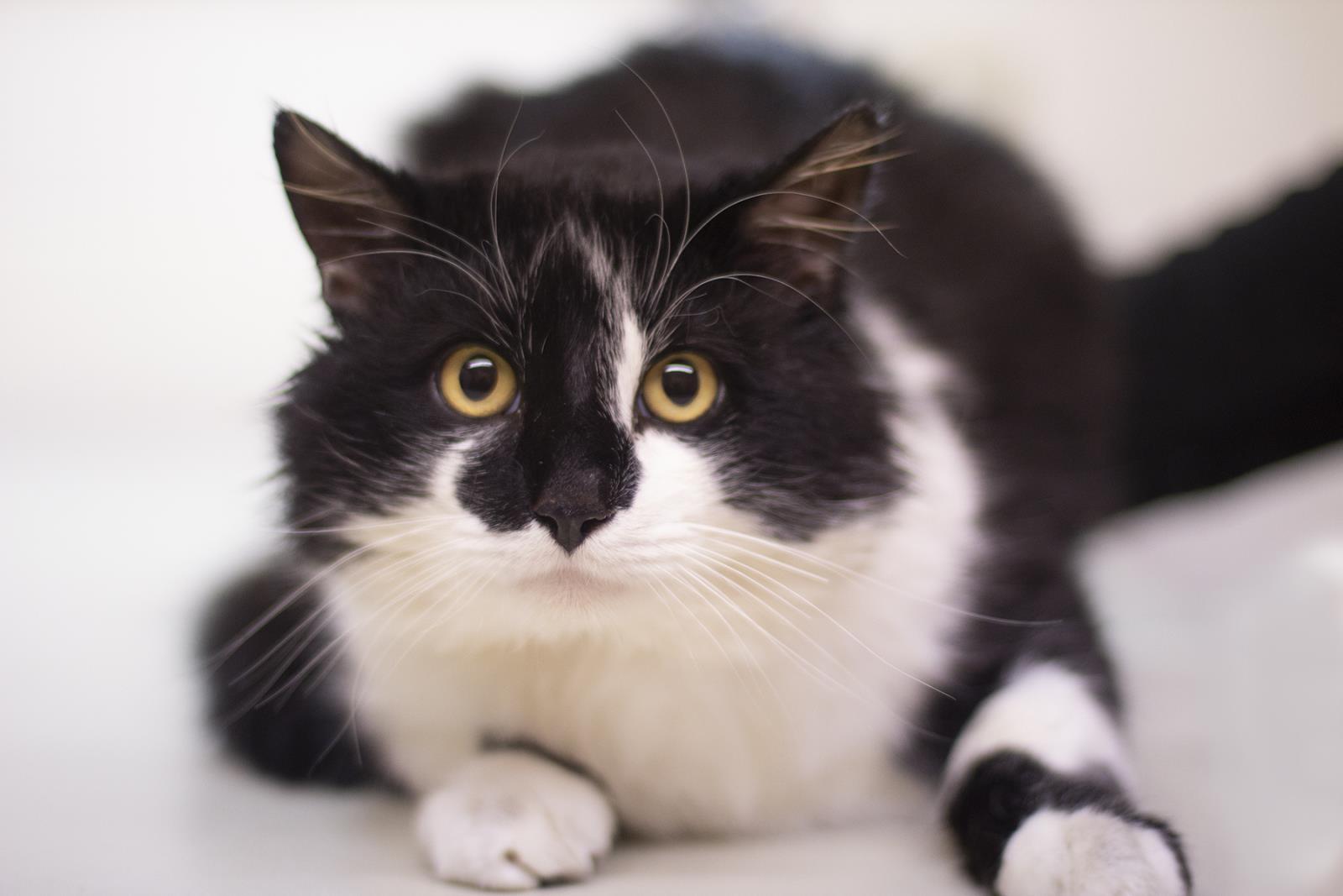 Sylvester