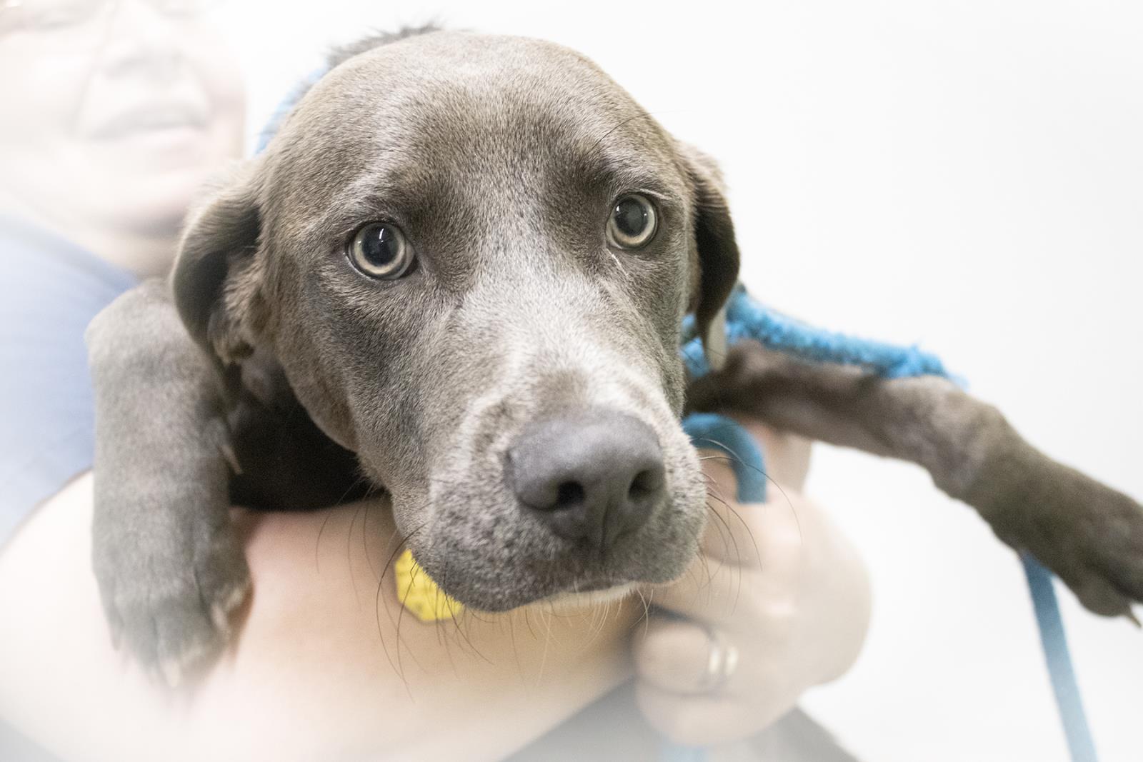 Angel #S7449: Female DOG