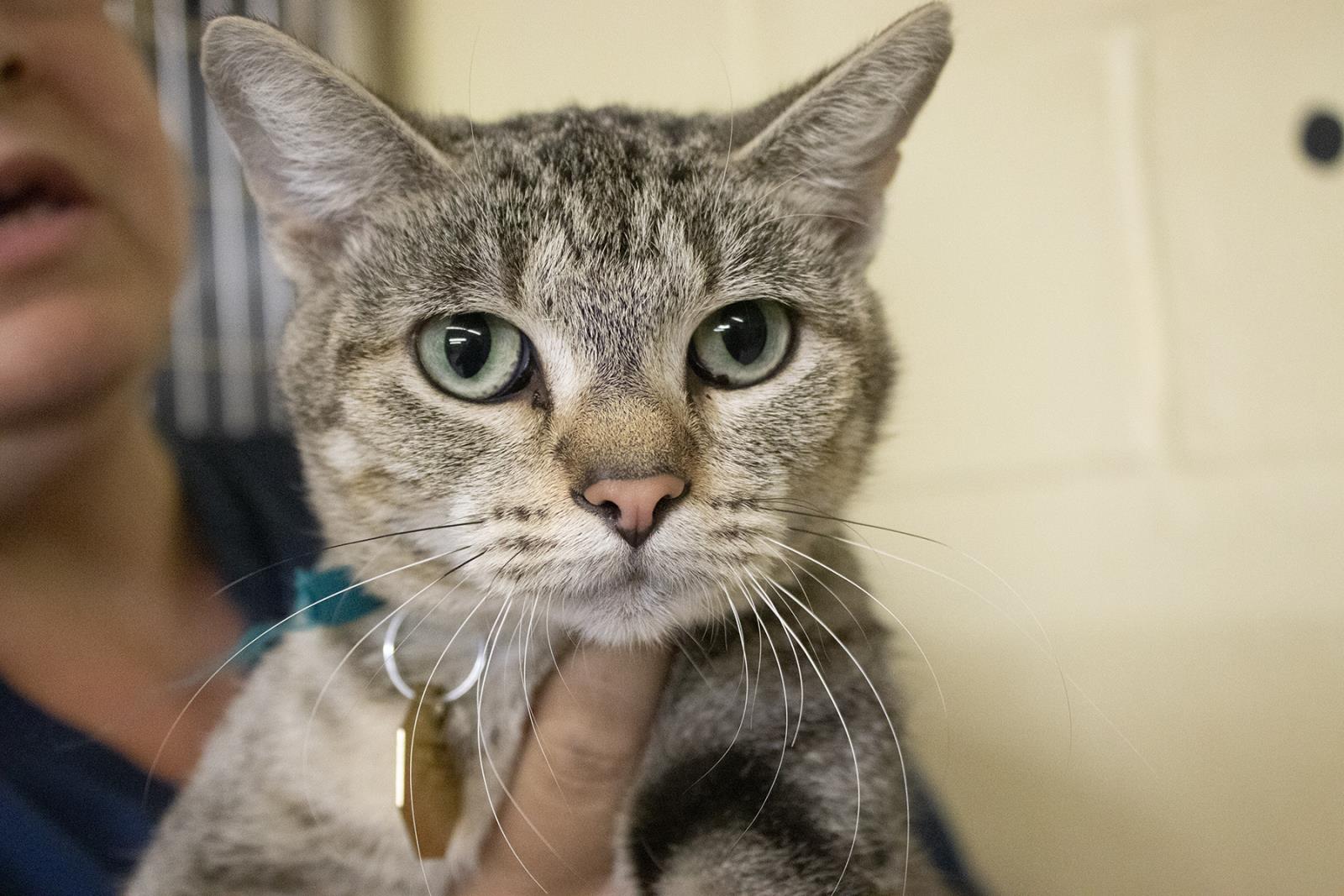 Athena #S7610: Female CAT