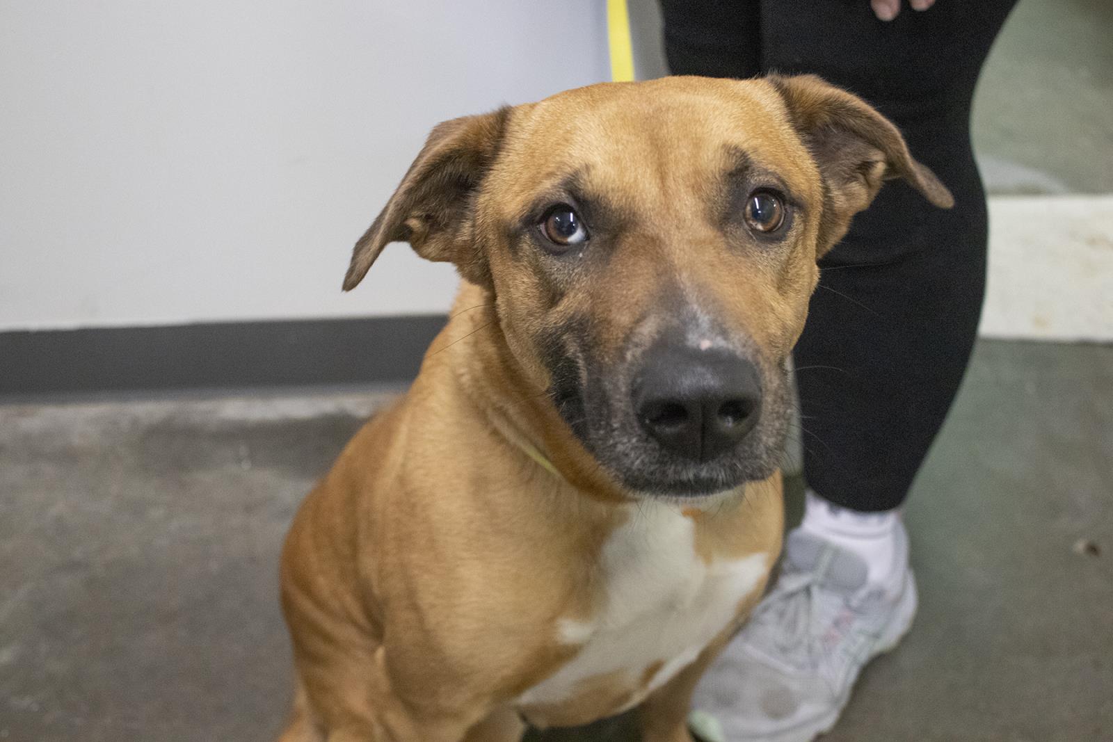 Bonnie #S7313: Female DOG