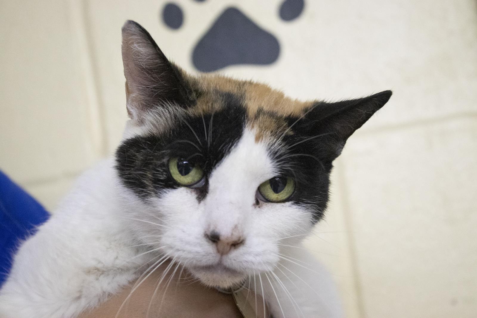 Callie #S7127: Female CAT