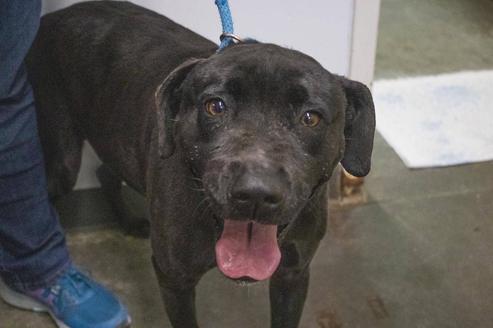 Daffodil #S7370: Female DOG