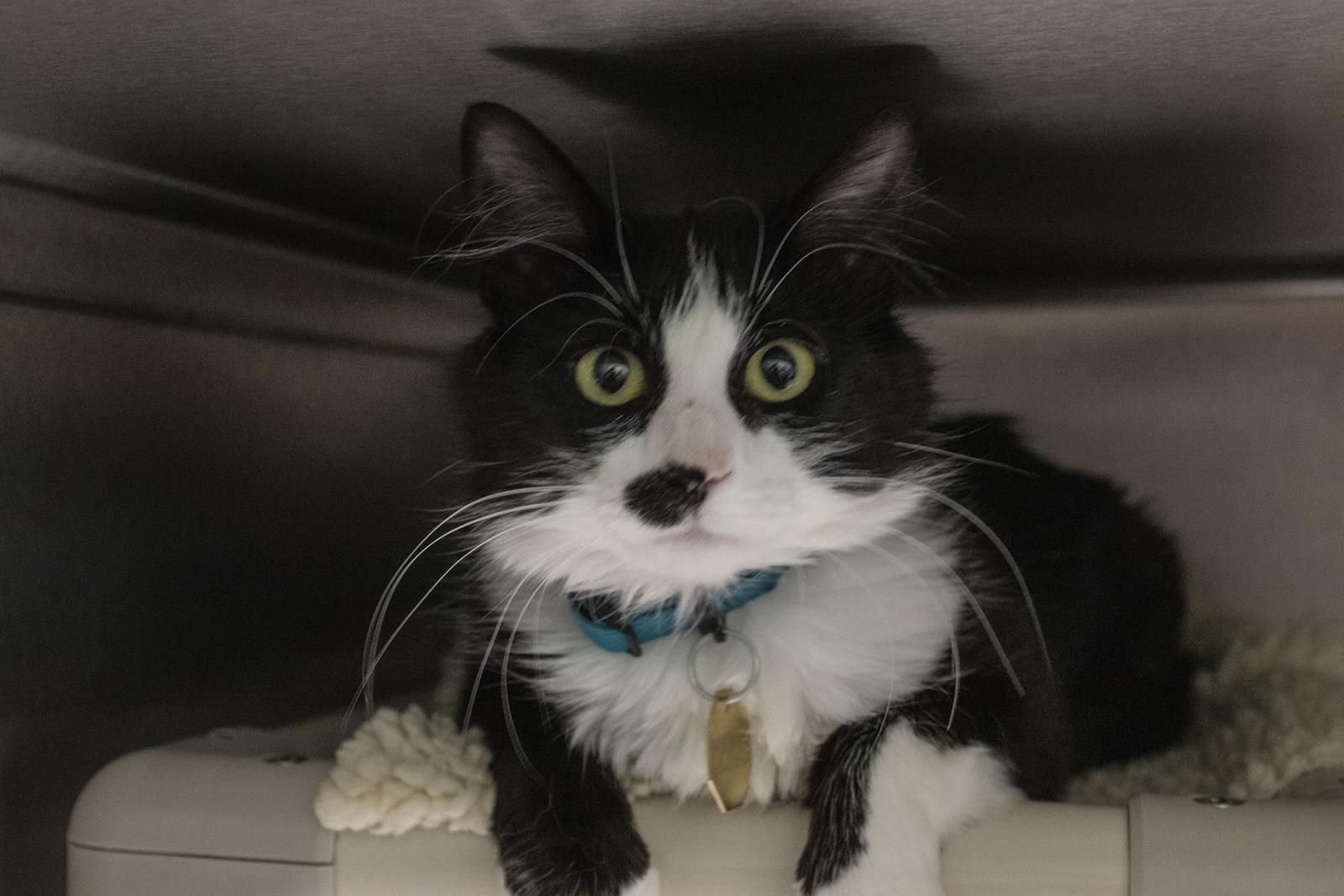 Dove #S7468: Female CAT