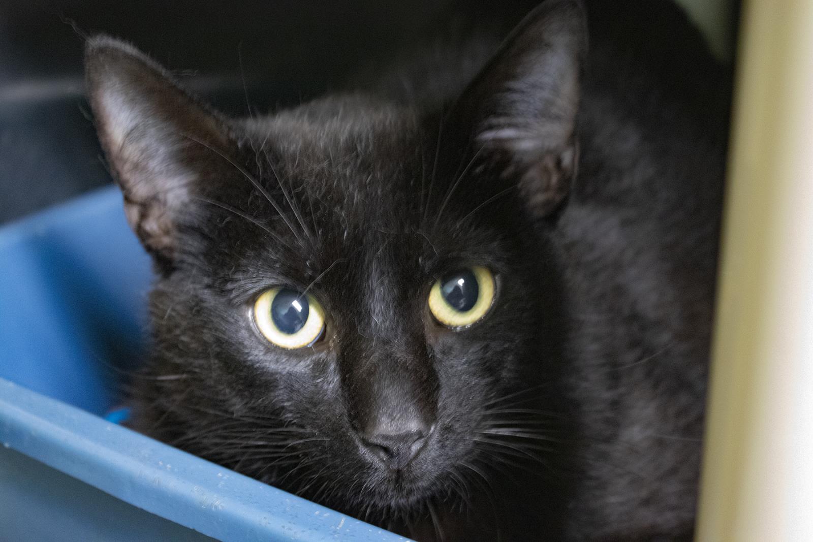 Jax #S7446: Male CAT