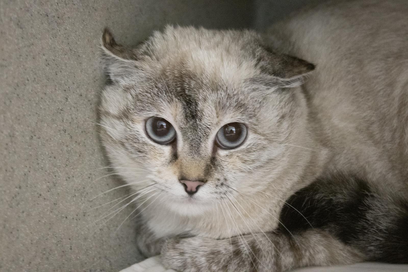Lilly #S7359: Female CAT