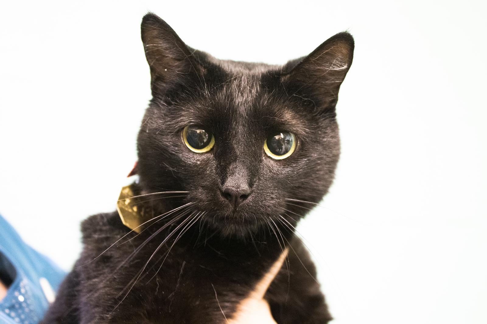 Moon #S7472: Female CAT
