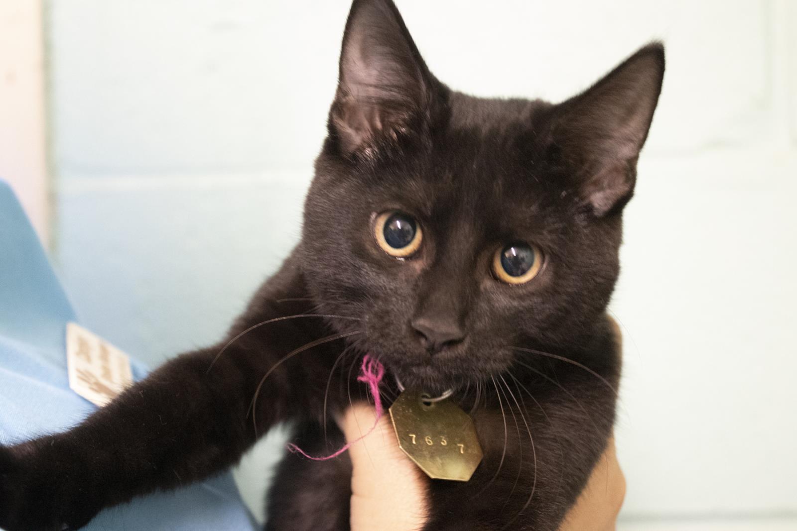 Patch #S7637: Female CAT