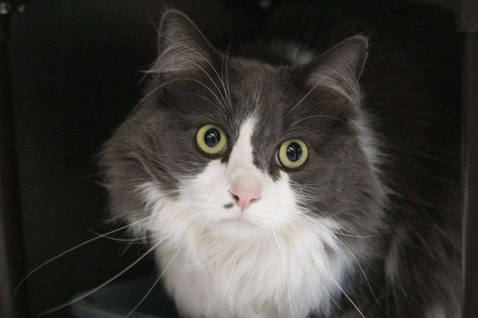 Teddy #S7332: Male CAT