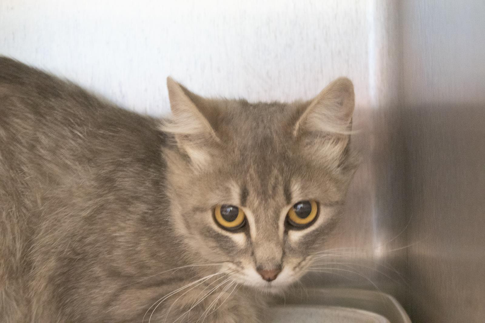 Willow #S7401: Female CAT