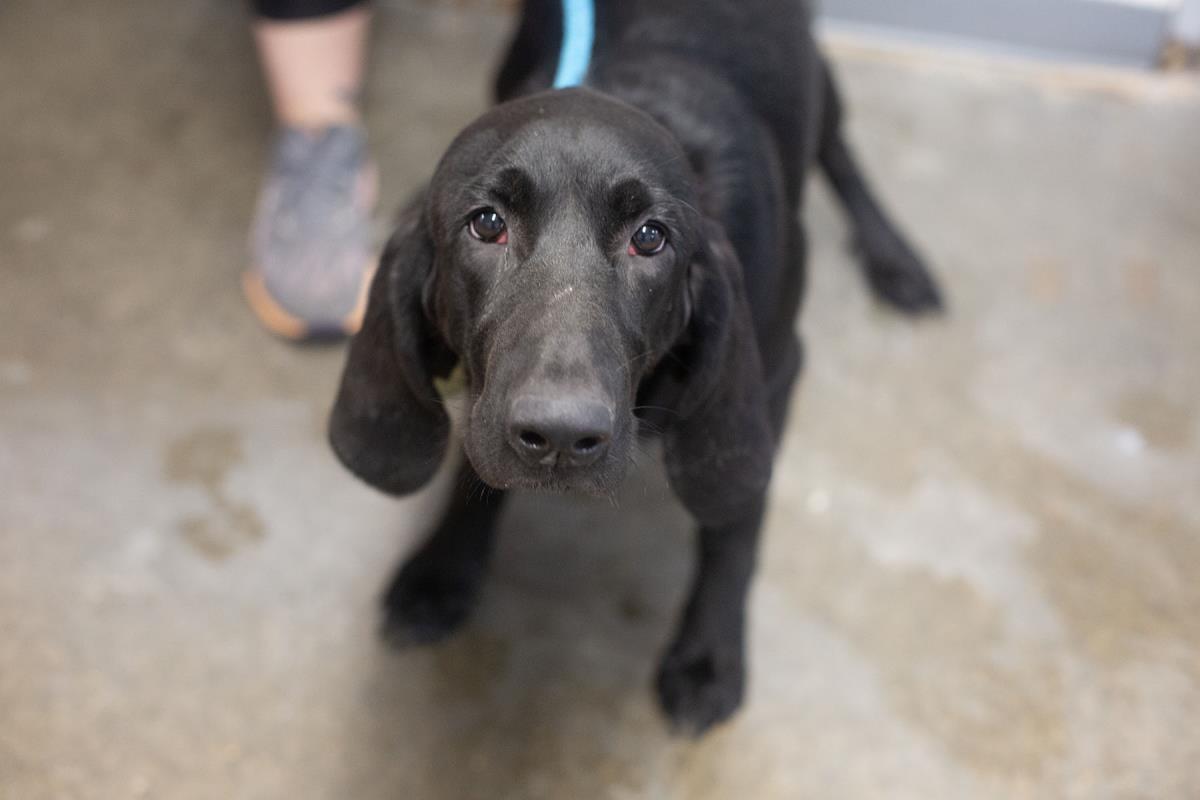 Cocoa