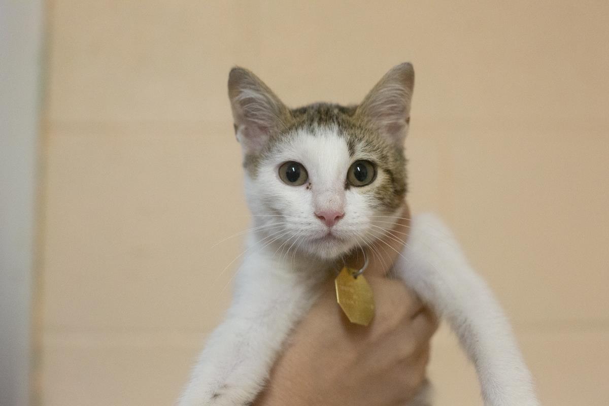 Cora