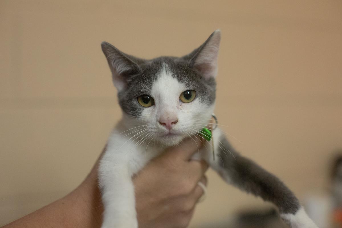 Kaya