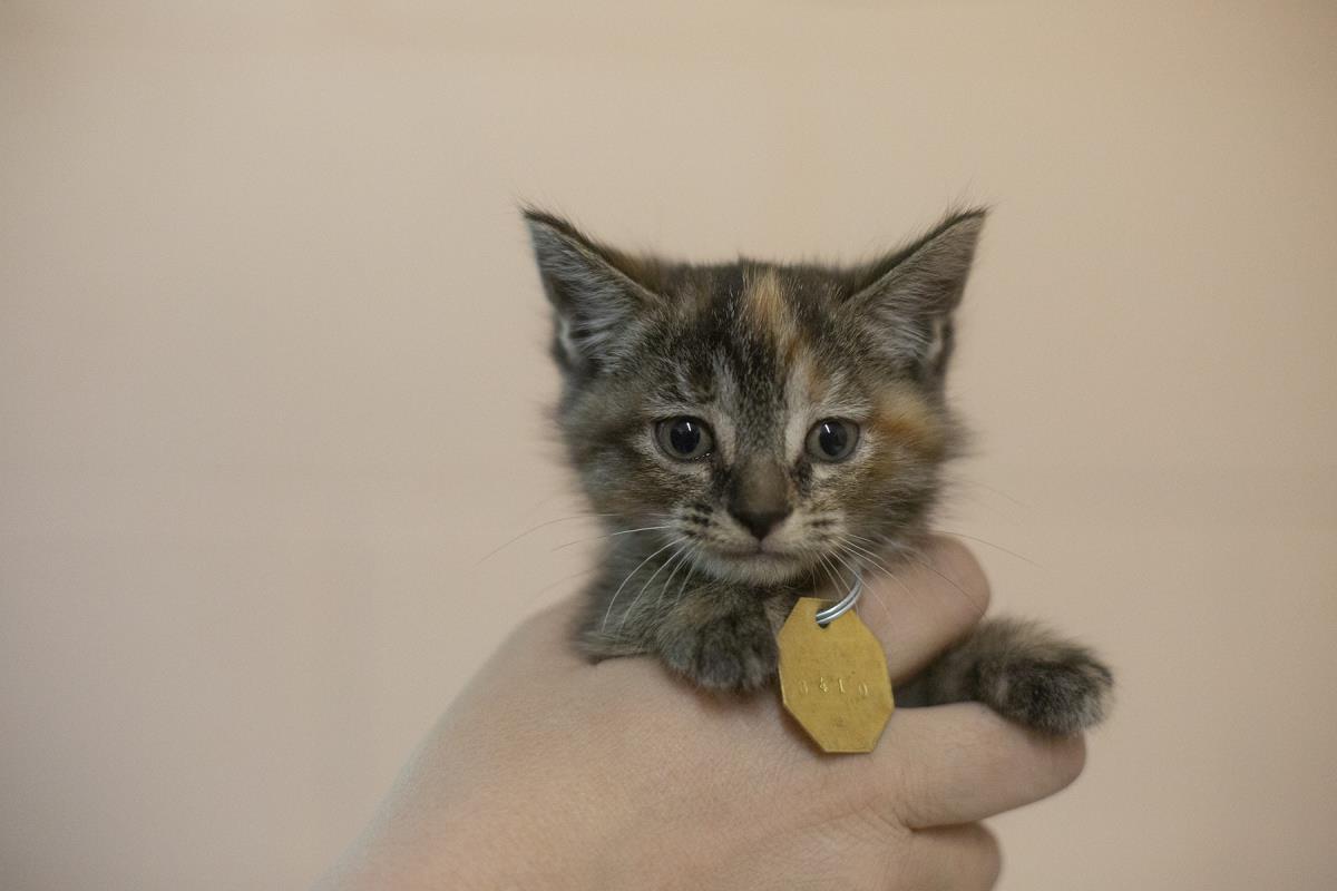 Kit kat