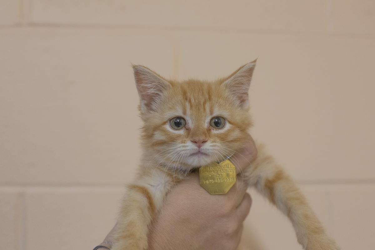 Marmalade