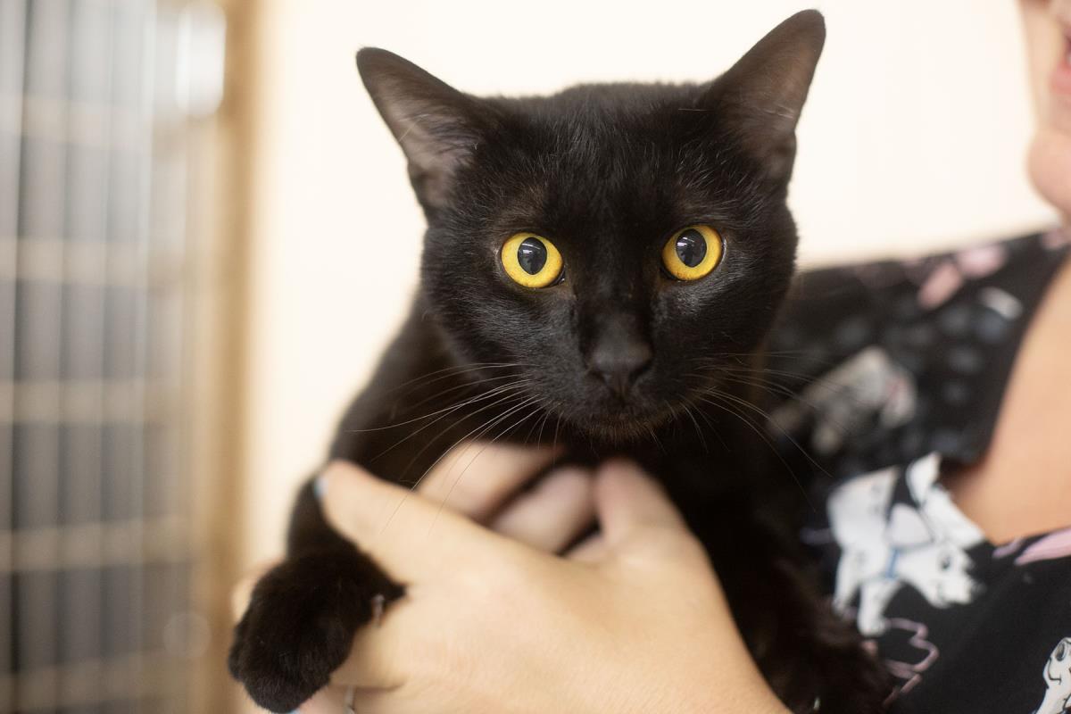 Meowzart
