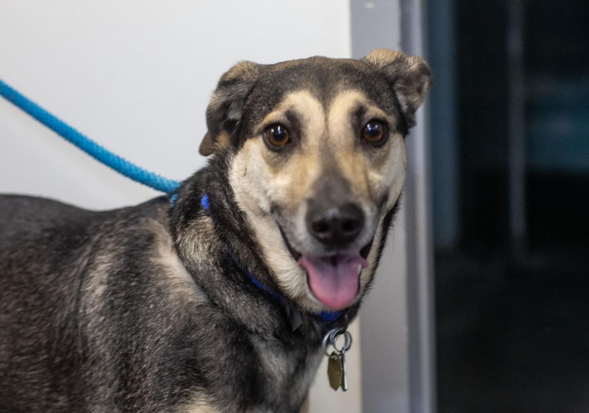 Negan (Boston)