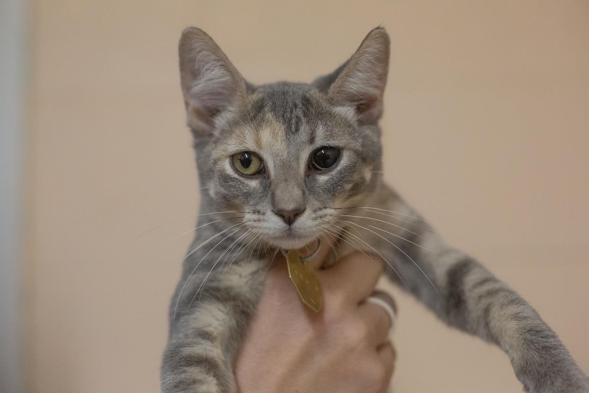Nova