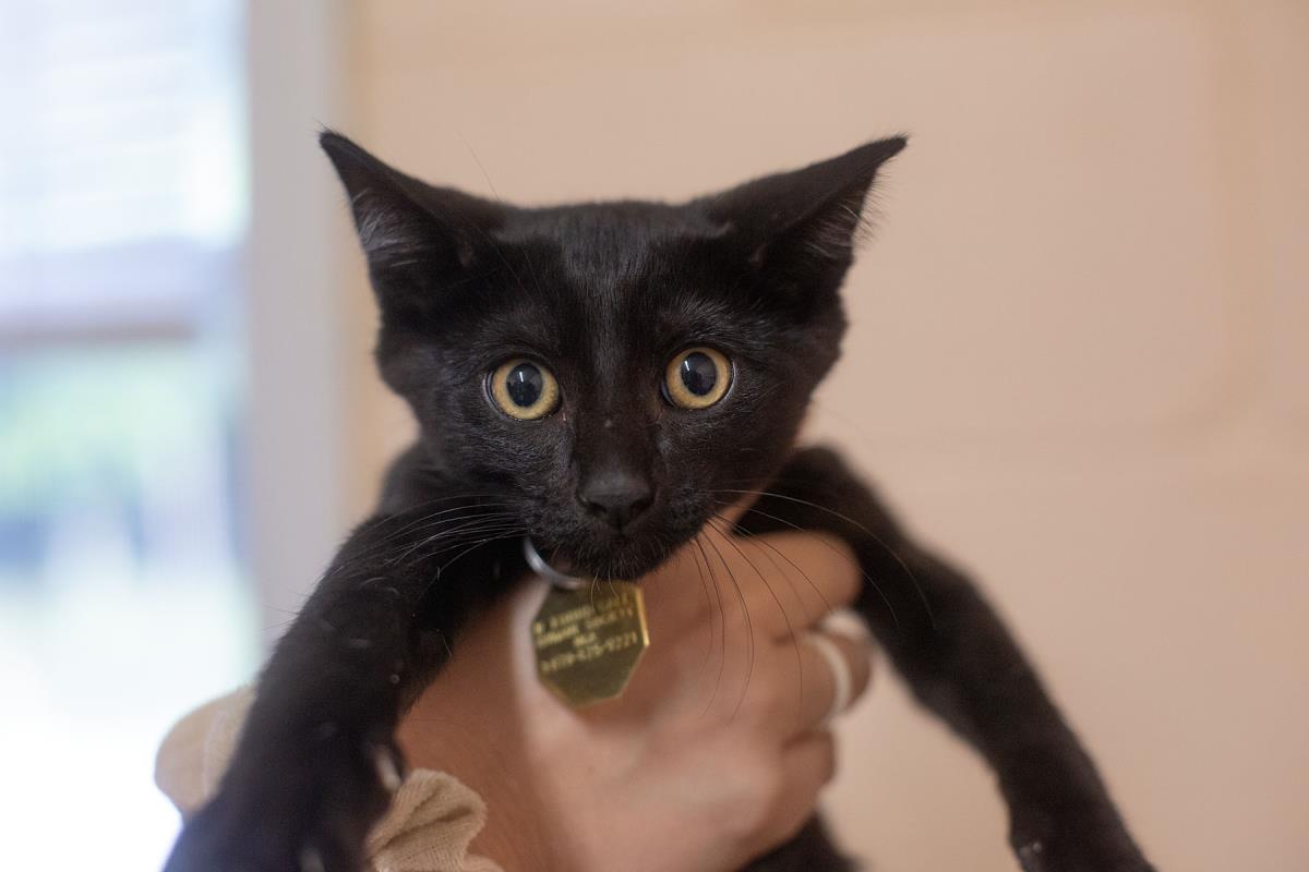 Onyx