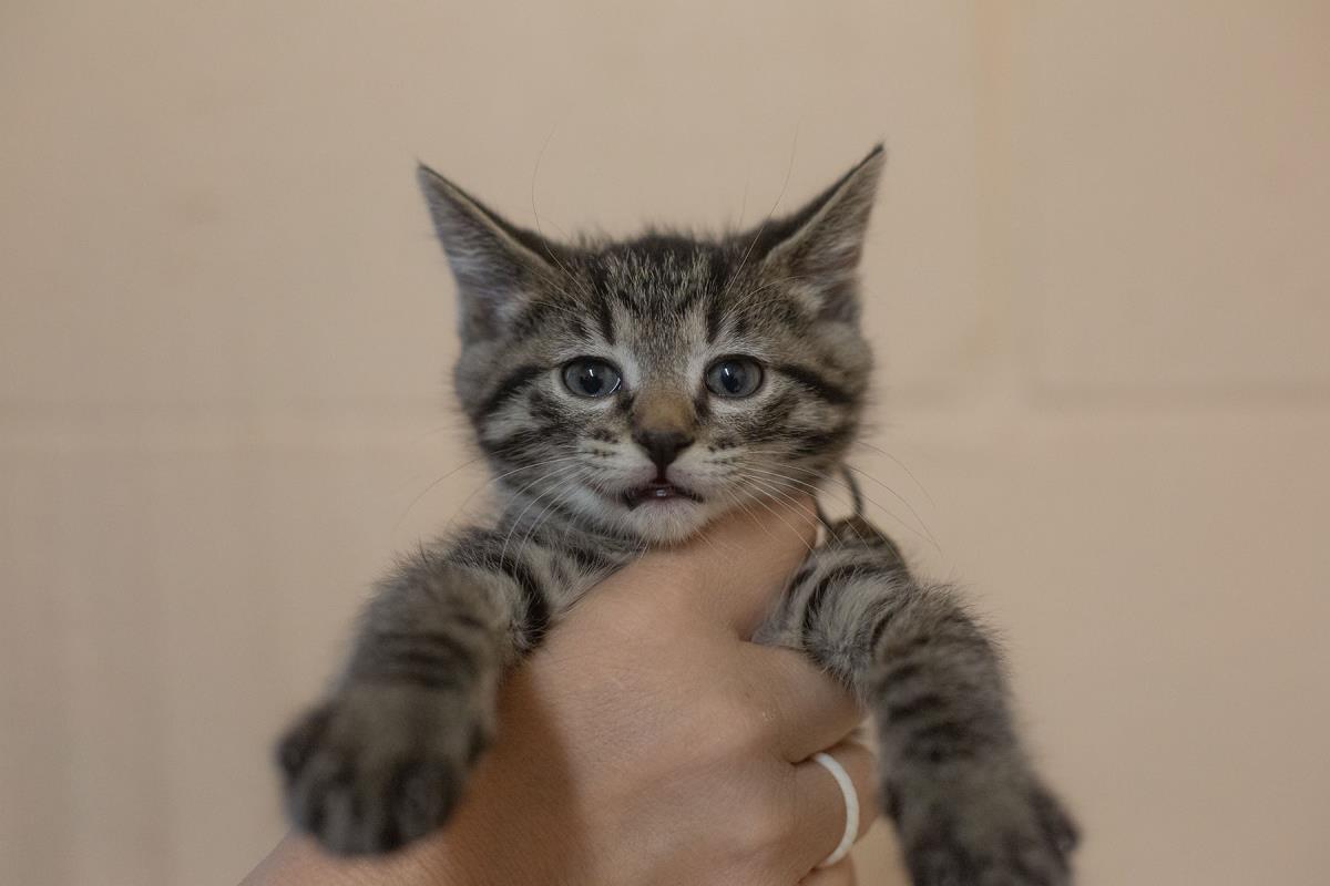 Pepper