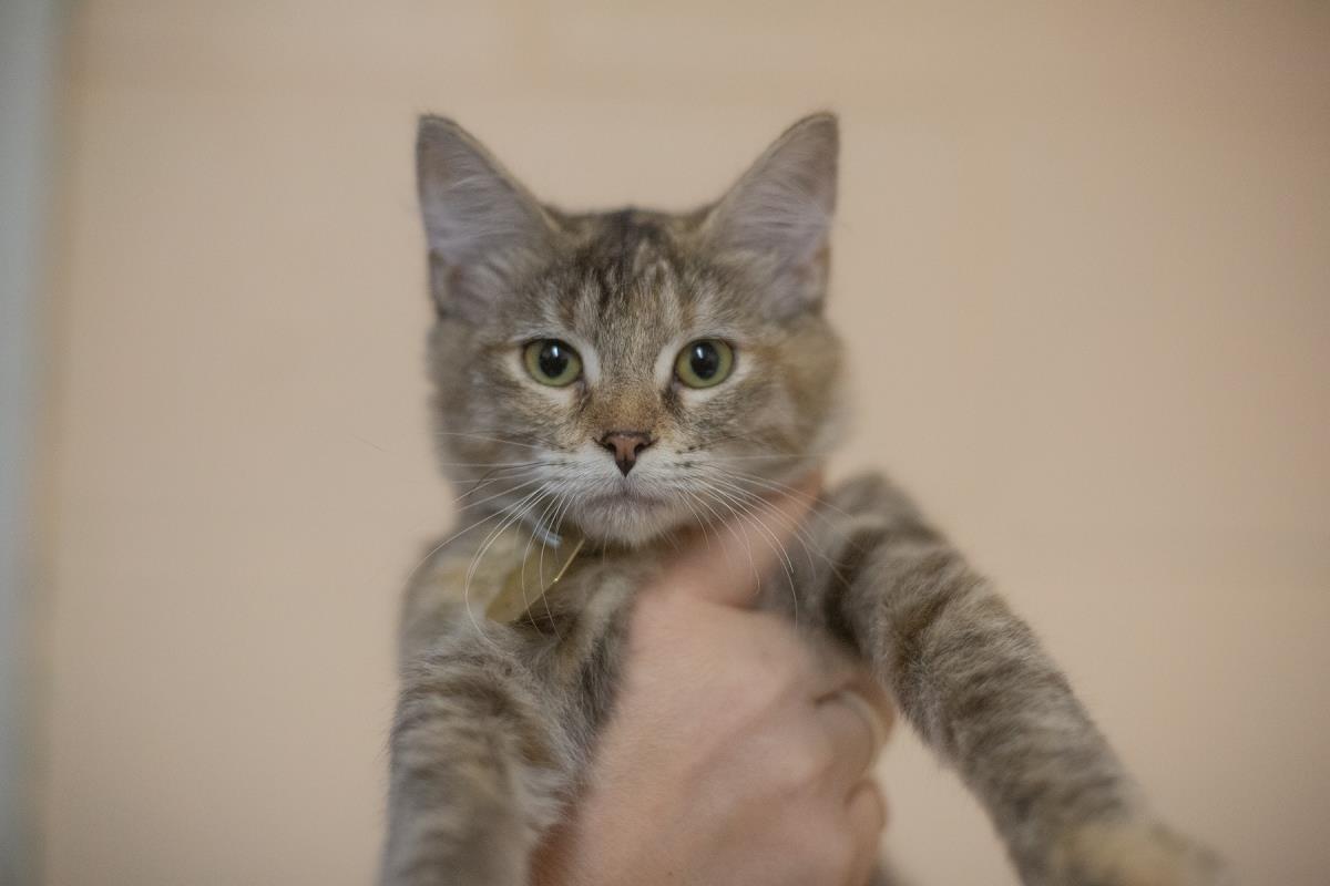 Piper