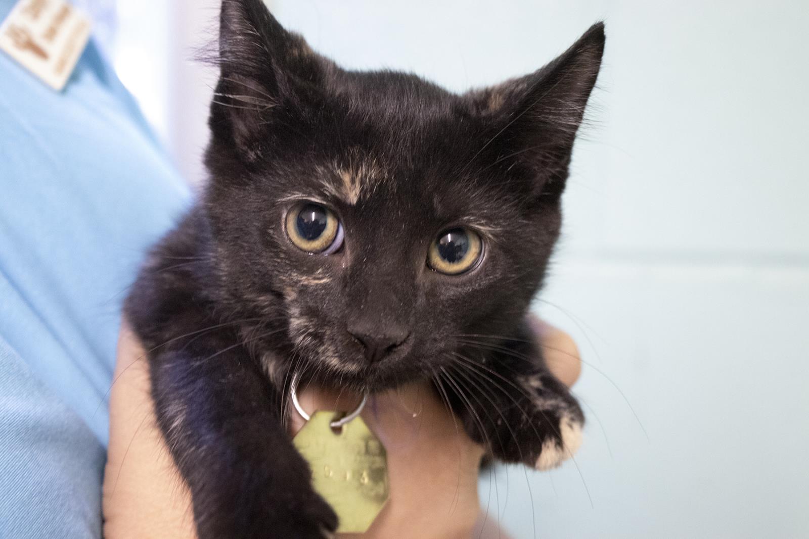 Remie S7593 Female CAT