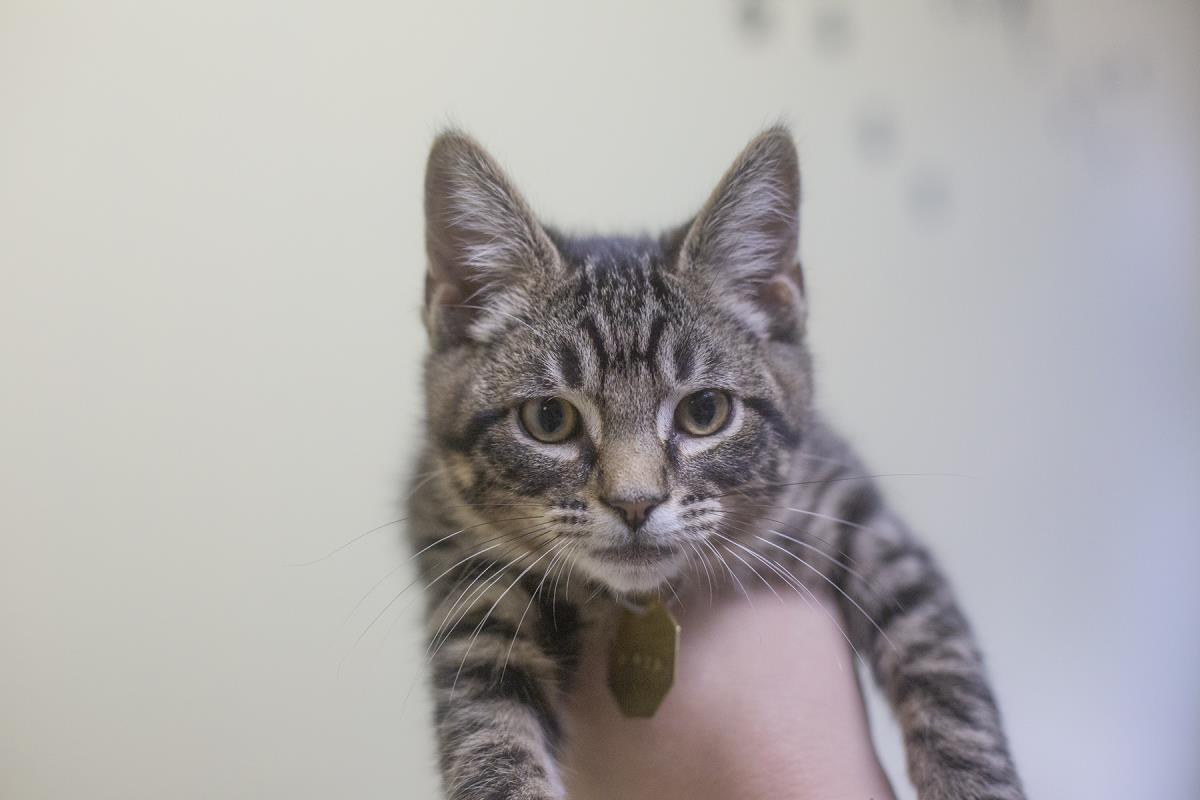 Siberian