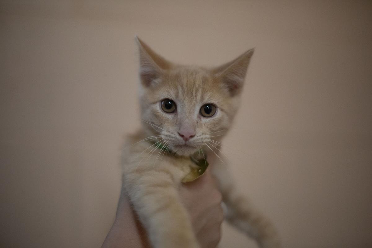 Sid