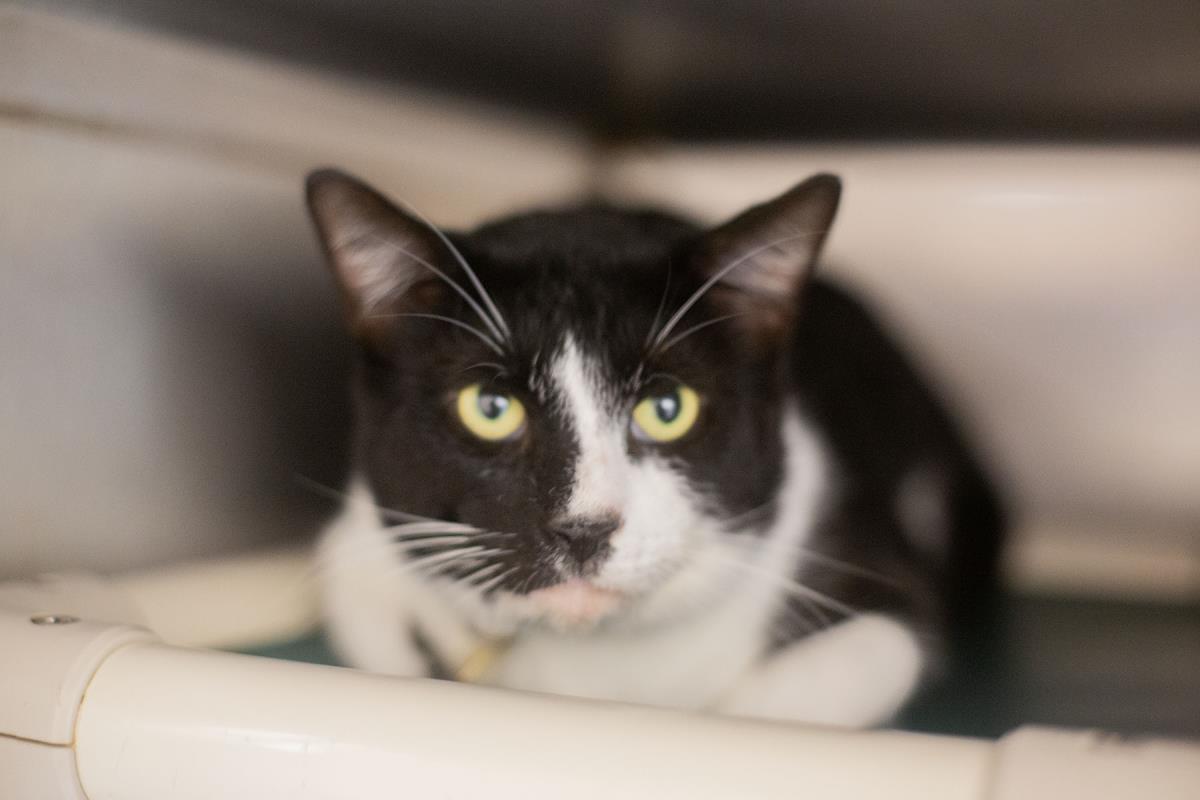 Tux