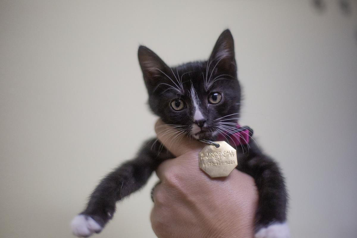Tuxie