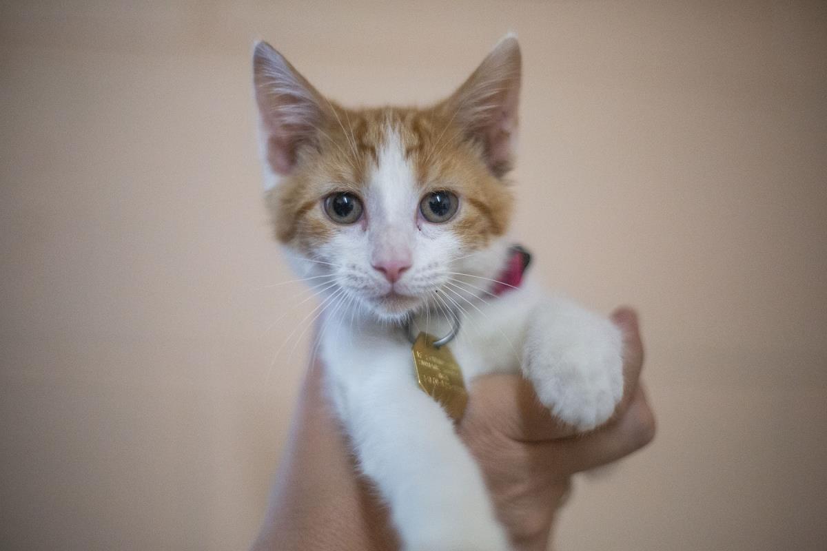 Zena