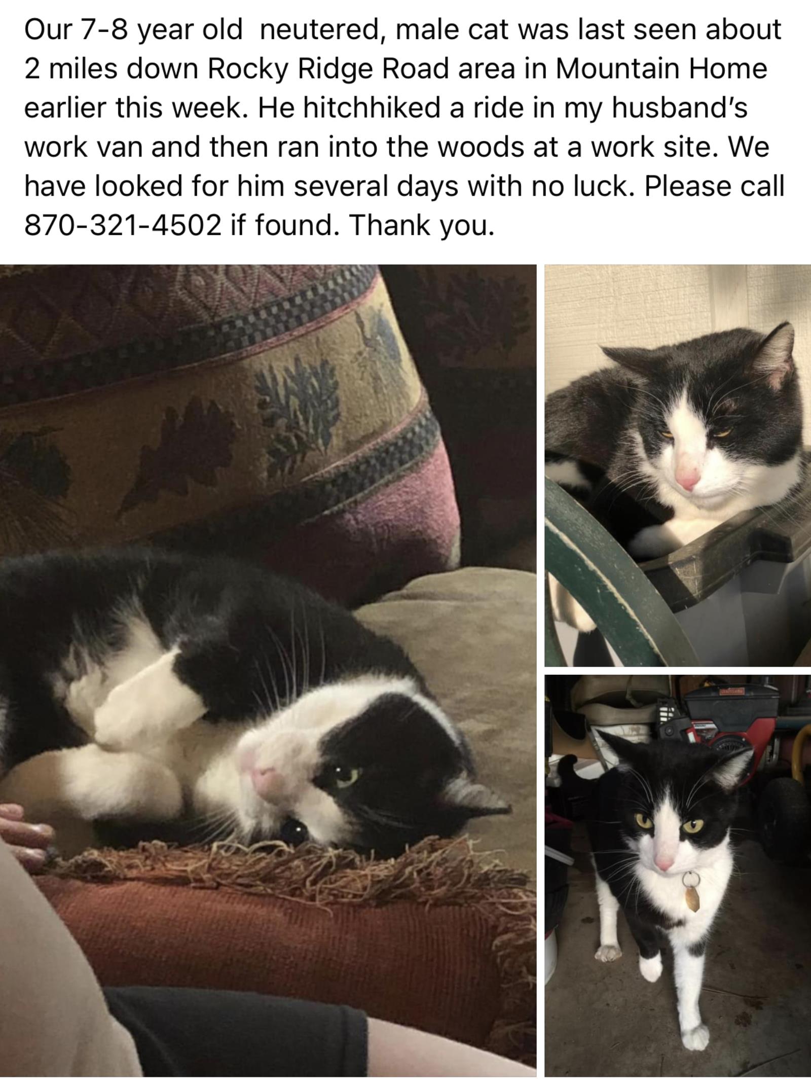 craigslist portland pets lost & found