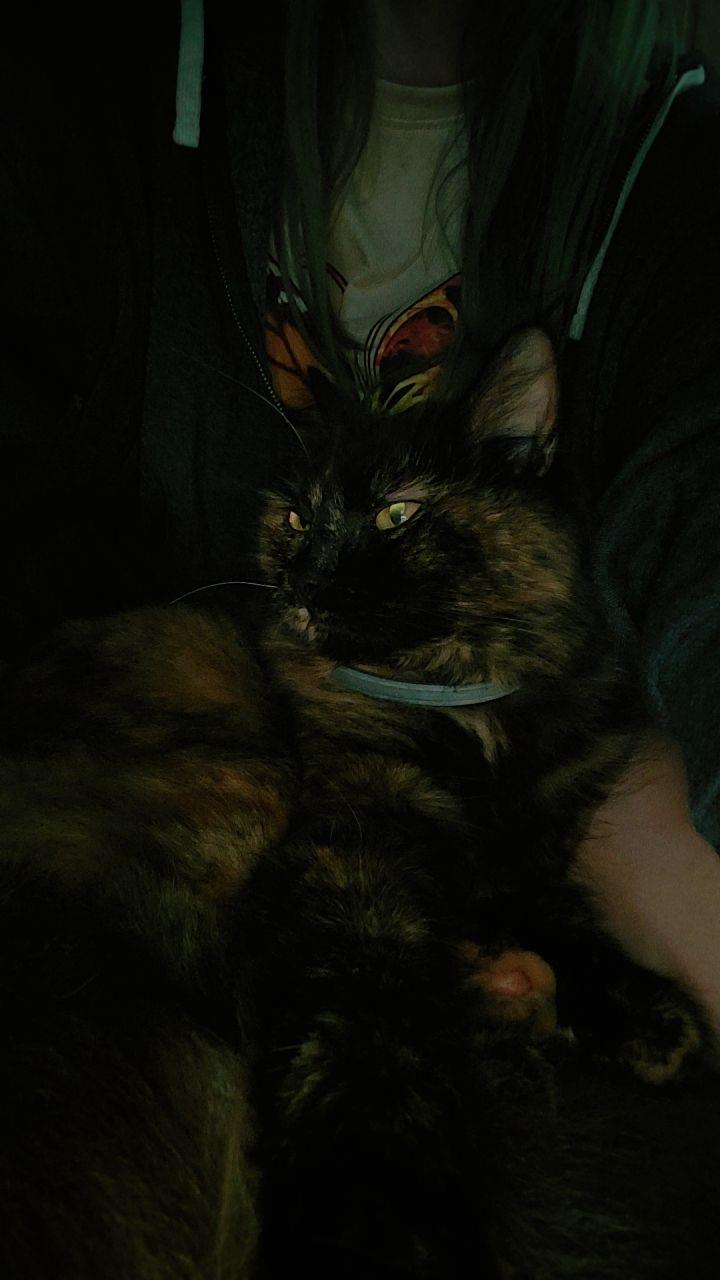 Reecie